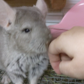 チンチラちゃんの動画続きの画像