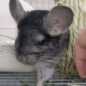 チンチラ動画の画像