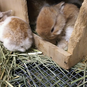 よちよち歩いてますの画像