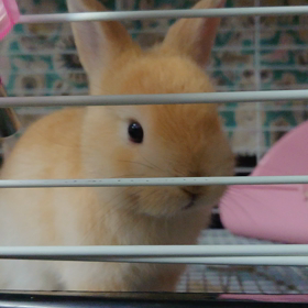 閉店後のまったり子うさぎ の画像
