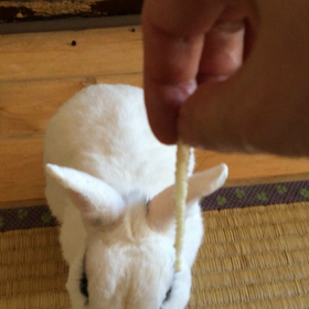 172. バナナでウサギを釣るの画像
