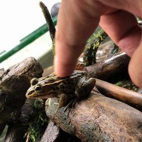 トウキョウダルマガエルの鳴き声の画像