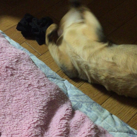 ひたすらスリスリの画像