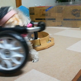 運動中!!の画像