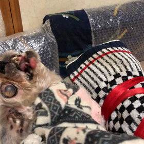 全て私が悪いんですの画像