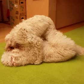 バッシュフルのことの画像