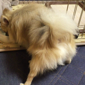 大股の画像