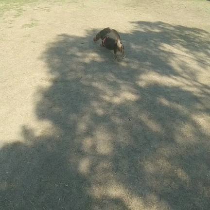 千代子とドックランへの記事動画