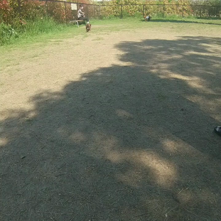 千代子とドックランへの記事動画