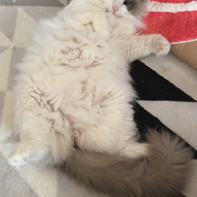 尻尾ゆらゆらの画像