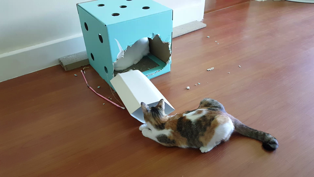 猫と暮らす日常の記事動画