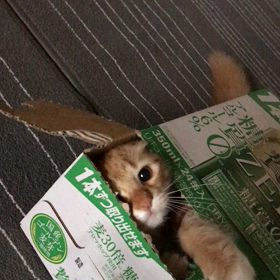 一本ずつ取り出せます。の画像
