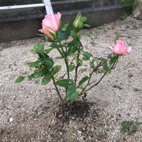 更新できた！の画像