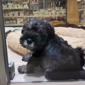 問題は一つ一つの画像