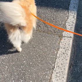 散歩の画像