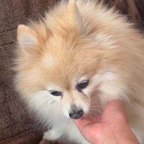 かまってかまって♡クルちゃん♡の画像