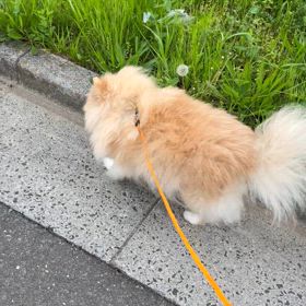 散歩の画像