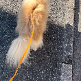 お散歩の画像