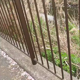 ばぁば撮影、さくらの画像