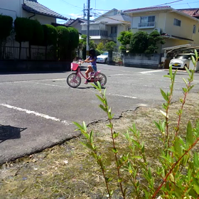 こげそうの画像