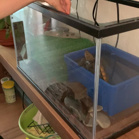 らぶらぶしとりますの画像