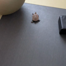 サニーちゃんの逃げ足の画像