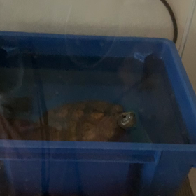 見てください^_^の画像
