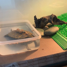サニー、水の中でのお食事の画像
