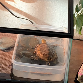 まだまだだよね、やっぱり^_^の画像