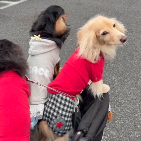 インターペットの画像