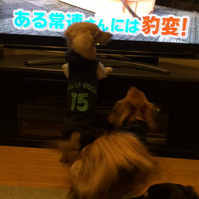 TVに向かって…(動画 鳴き声付き)の画像