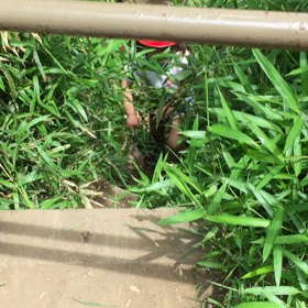 熊出没注意の画像