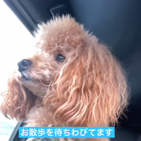 ひたち海浜公園（前編）の画像