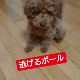逃げるボールと必死なボクの画像