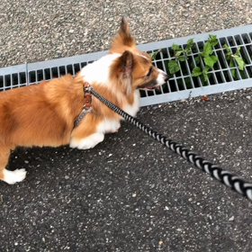 恵まれた散歩の環境に(*´ω｀人)感謝の画像