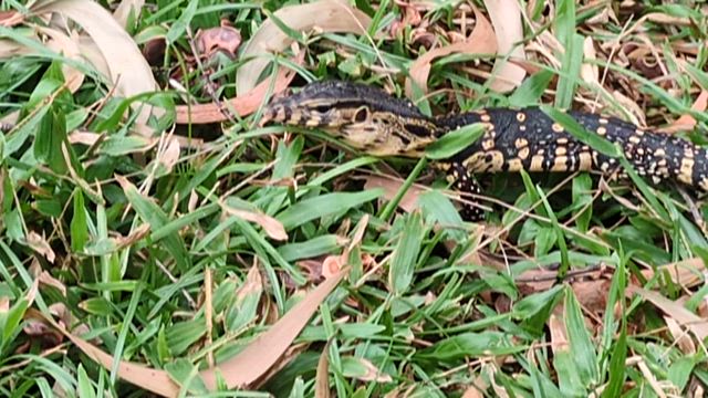 2025年3月31日の切り取り世界番外編　ルンピニ公園の記事動画