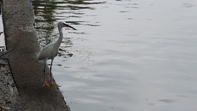 2025年3月31日の切り取り世界番外編　ルンピニ公園の記事動画