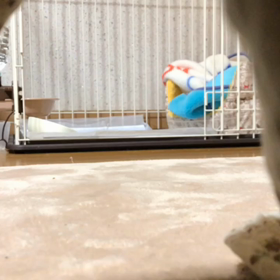 一時預かり20日目 コロン安定の可愛さですの画像