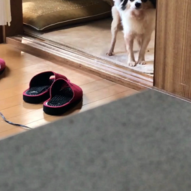一時預かり25日目 コロンご飯欲しさに鳴く！？の画像