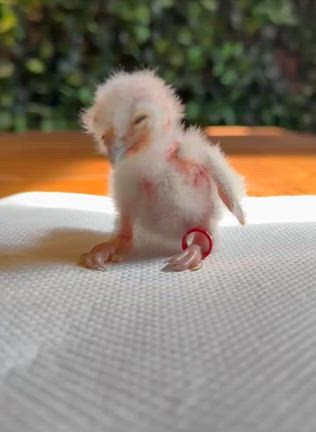 フクロウの赤ちゃん♡の記事動画