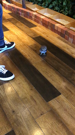 インドコキンメフクロウのソラちゃんの記事動画