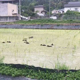 カモの画像