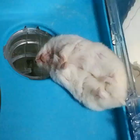 本能ゼロの画像