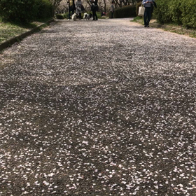 #私のラン#ウササン・ポルト#耳が跳ねる#桜飛ぶの画像