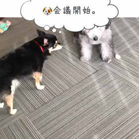 #雨の休日#ドッグラン中止#ドッグカフェへ#ワンコ会議？？？の画像