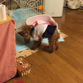 ケースから、、の画像