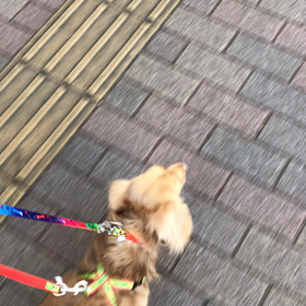 フレディ！抜糸へ〜の画像