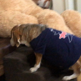 保護犬だったベッキーとペコの画像