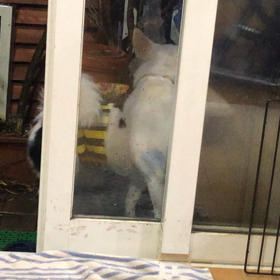 預かり犬のウーキー君とマリーちゃんの画像