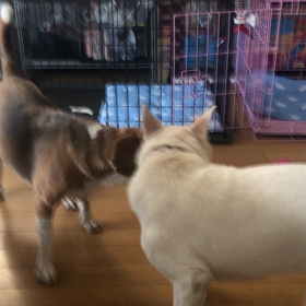 預かり犬のウーキー君とマリーちゃんの画像